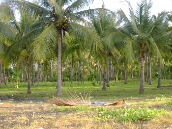 coconut trees and bamboo on the land