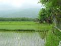 Surrounded by rice fields