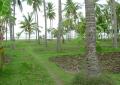 coconut trees at beach