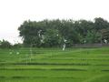 Rice paddies behind Villas