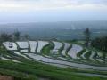 New prepared rice planting