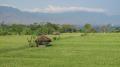 surroundings - Rice paddies and mountains